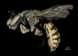   Anthidium pallidiclypeum nbsp;male lateral habitus, photo: Jeni Sidwell 
